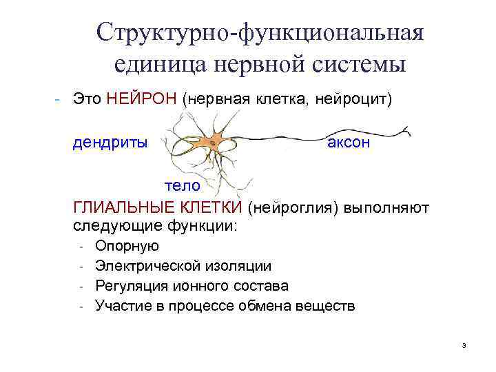Структурно-функциональная единица нервной системы - Это НЕЙРОН (нервная клетка, нейроцит) дендриты аксон тело ГЛИАЛЬНЫЕ