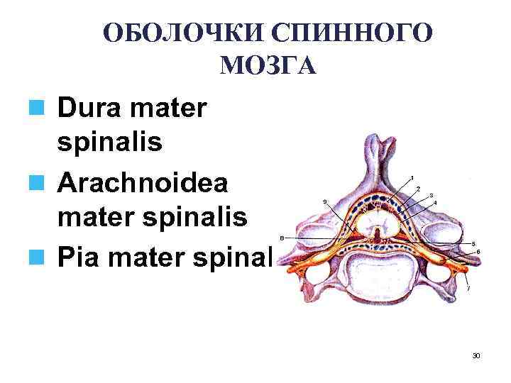 ОБОЛОЧКИ СПИННОГО МОЗГА n Dura mater spinalis n Arachnoidea mater spinalis n Pia mater