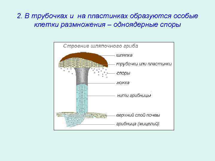 2. В трубочках и на пластинках образуются особые клетки размножения – одноядерные споры 
