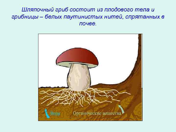 Шляпочный гриб состоит из плодового тела и грибницы – белых паутинистых нитей, спрятанных в
