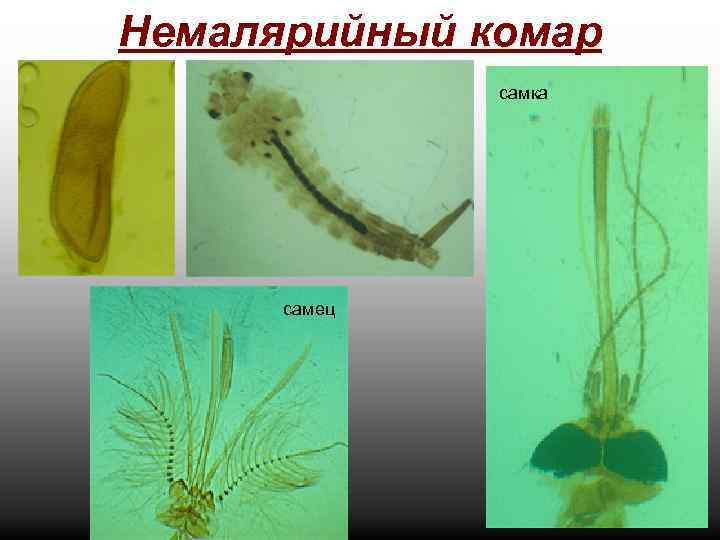 Немалярийный комар самка самец 