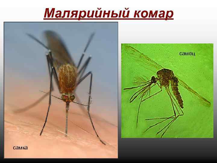 Малярийный комар самец самка 