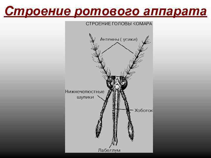 Строение ротового аппарата 