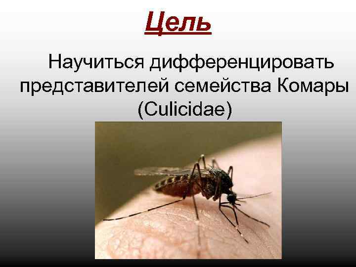 Цель Научиться дифференцировать представителей семейства Комары (Culicidae) 