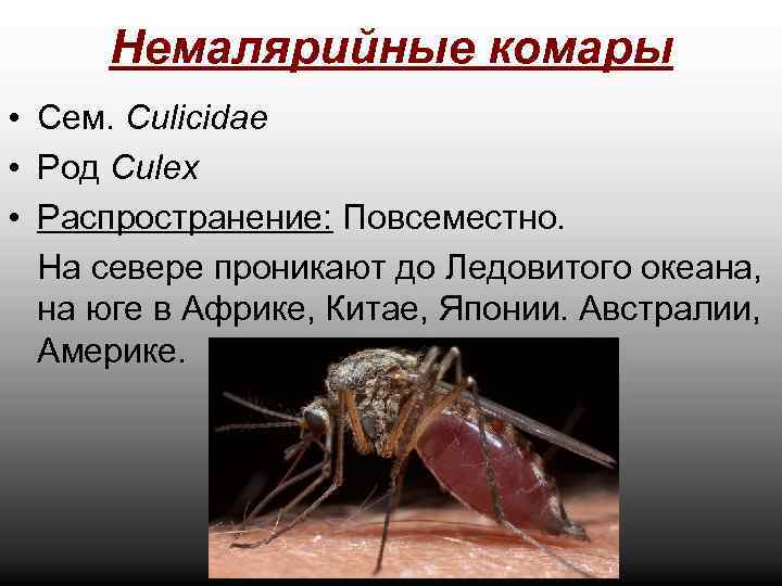 Немалярийные комары • Сем. Culicidae • Род Culex • Распространение: Повсеместно. На севере проникают