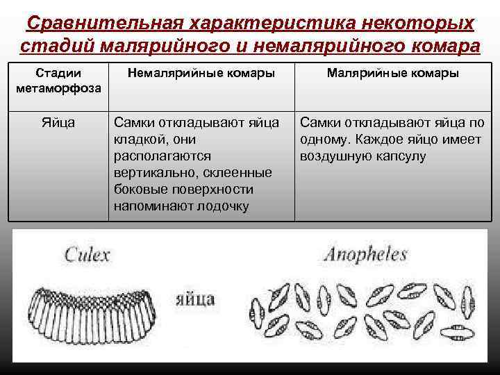 Сравнительная характеристика некоторых стадий малярийного и немалярийного комара Стадии метаморфоза Яйца Немалярийные комары Самки