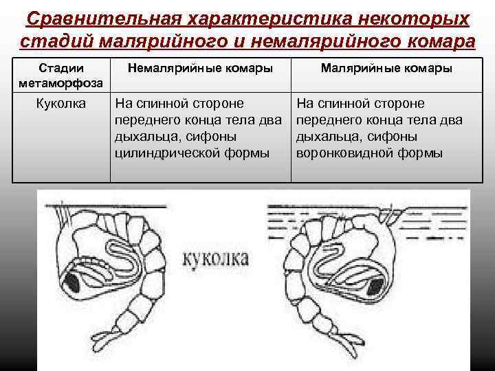 Сравнительная характеристика некоторых стадий малярийного и немалярийного комара Стадии метаморфоза Немалярийные комары Куколка На