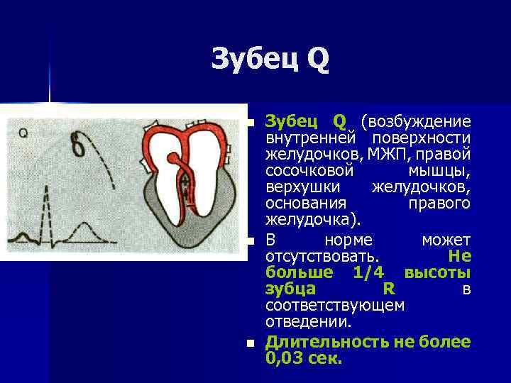Зубец Q n n n Зубец Q (возбуждение внутренней поверхности желудочков, МЖП, правой сосочковой