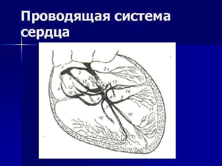 Проводящая система сердца 
