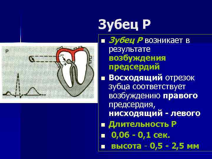 Зубец Р n n n Зубец Р возникает в результате возбуждения предсердий Восходящий отрезок