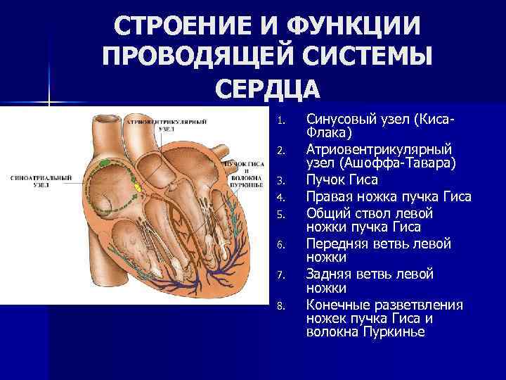 Какова функция клапанов сердца