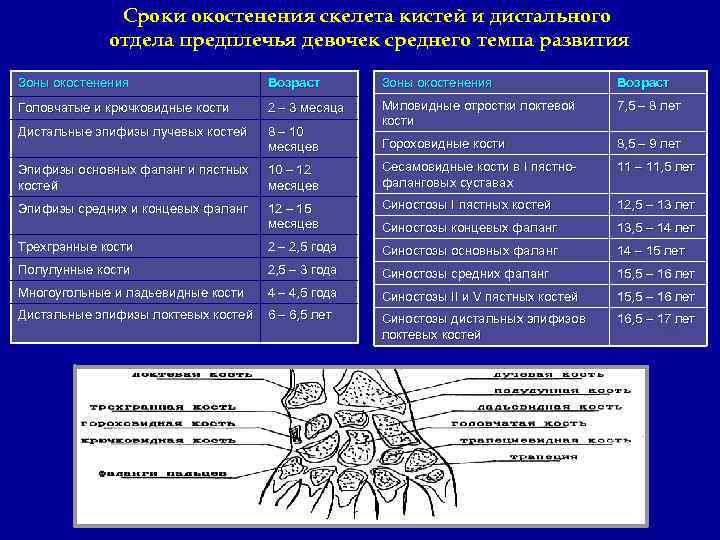 Сроки окостенения скелета кистей и дистального отдела предплечья девочек среднего темпа развития Зоны окостенения