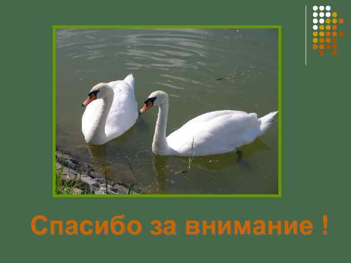 Спасибо за внимание ! 