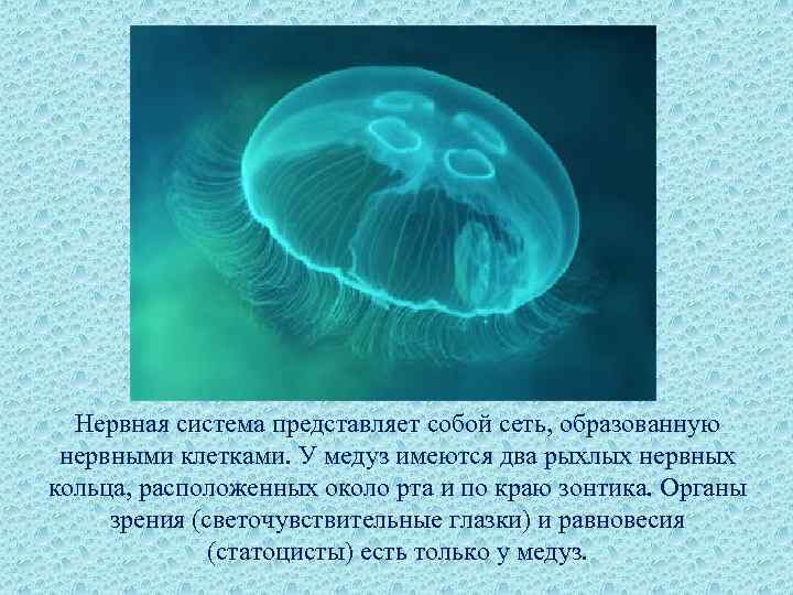 Нервная система представляет собой сеть, образованную нервными клетками. У медуз имеются два рыхлых нервных