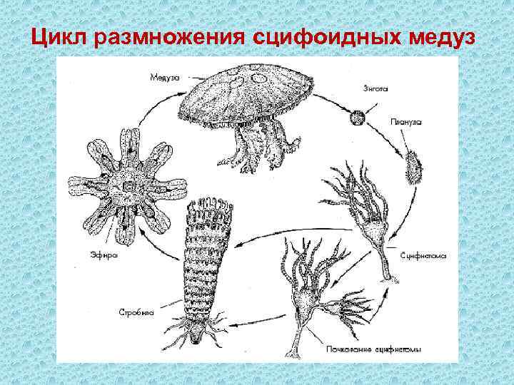 Цикл размножения сцифоидных медуз 