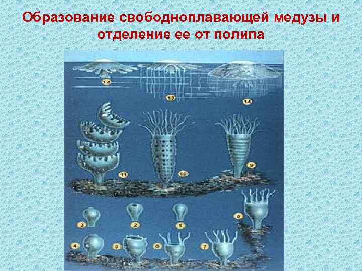 Образование свободноплавающей медузы и отделение ее от полипа 