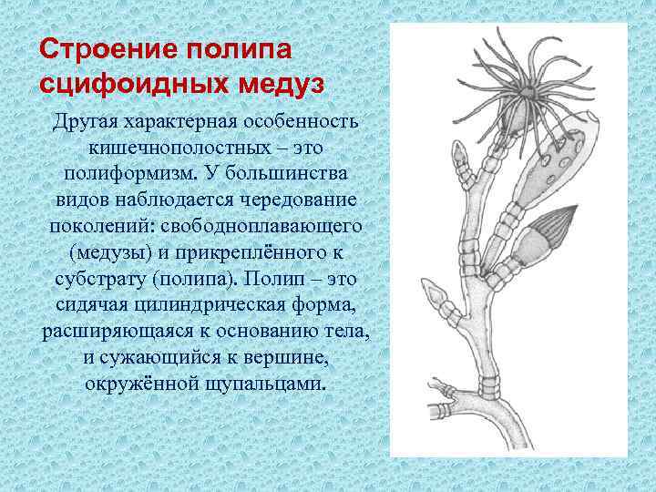 Строение полипа сцифоидных медуз Другая характерная особенность кишечнополостных – это полиформизм. У большинства видов