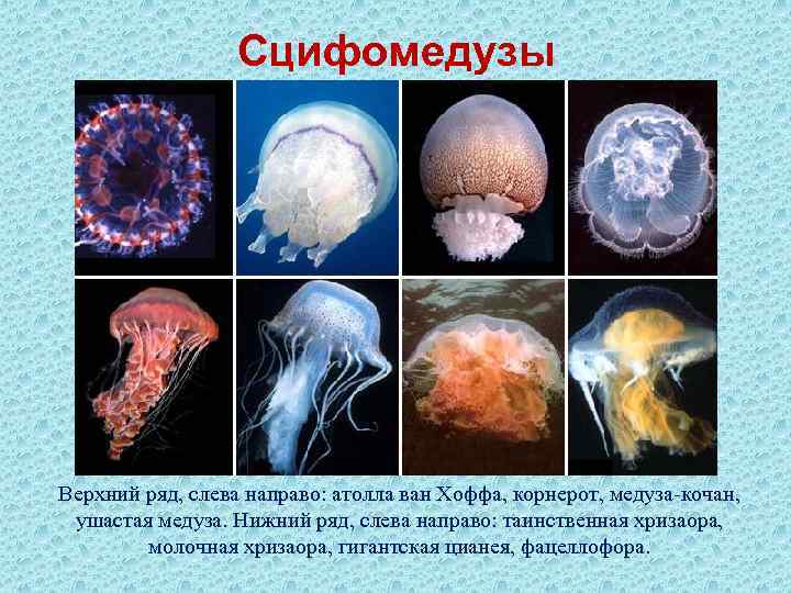 Сцифомедузы Верхний ряд, слева направо: атолла ван Хоффа, корнерот, медуза-кочан, ушастая медуза. Нижний ряд,