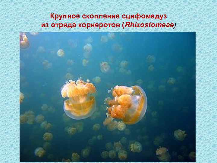Крупное скопление сцифомедуз из отряда корнеротов (Rhizostomeae) 