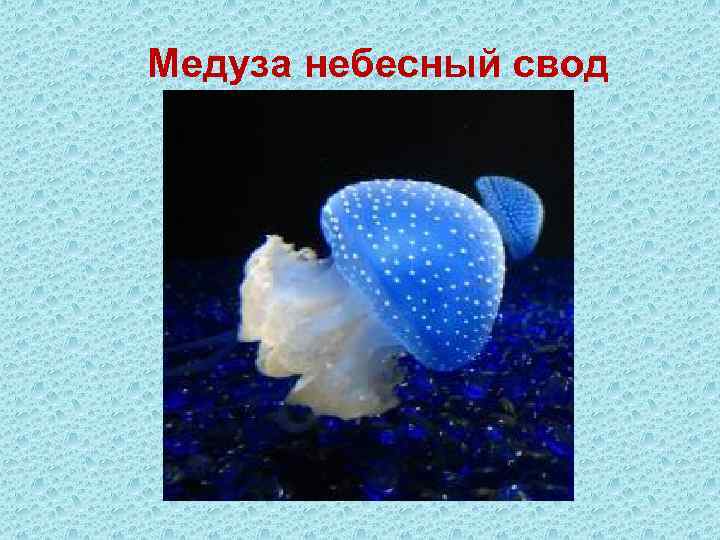 Медуза небесный свод 