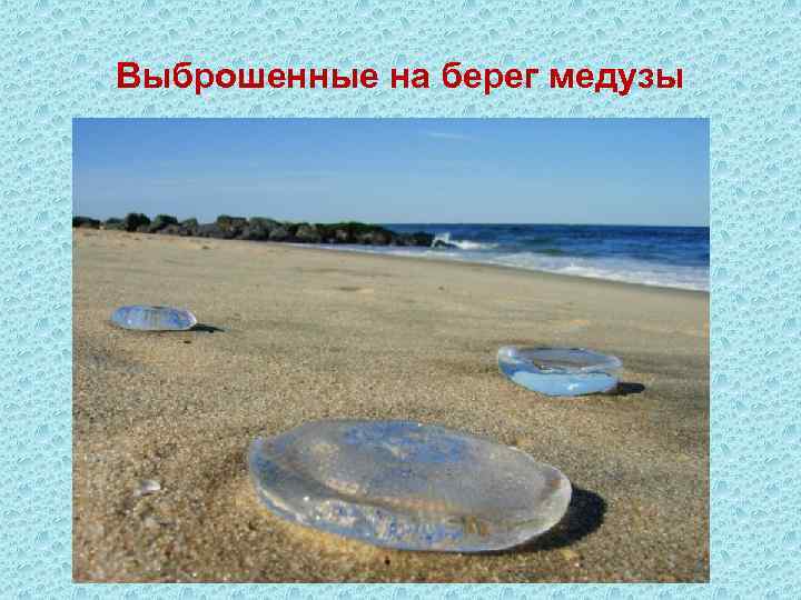 Выброшенные на берег медузы 