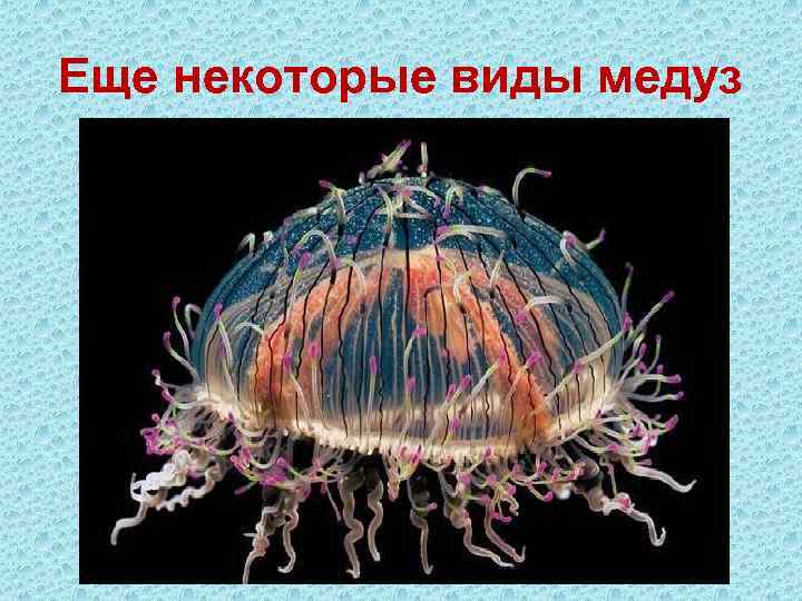 Еще некоторые виды медуз 