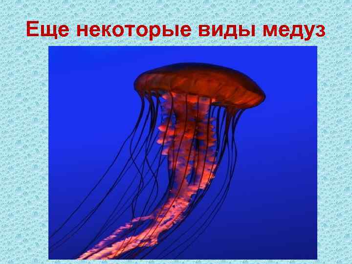 Еще некоторые виды медуз 