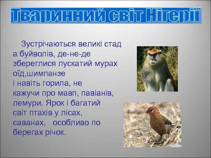 Зустрічаються великі стад а буйволів, де-не-де збереглися лускатий мурах оїд, шимпанзе і навіть горила,