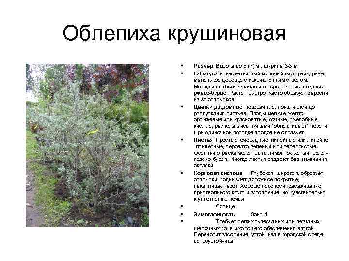 Облепиха крушиновая • • Размер Высота до 5 (7) м. , ширина 2 -3