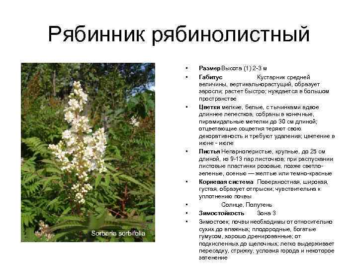 Рябинник рябинолистный • • Размер Высота (1) 2 -3 м Габитус Кустарник средней величины,