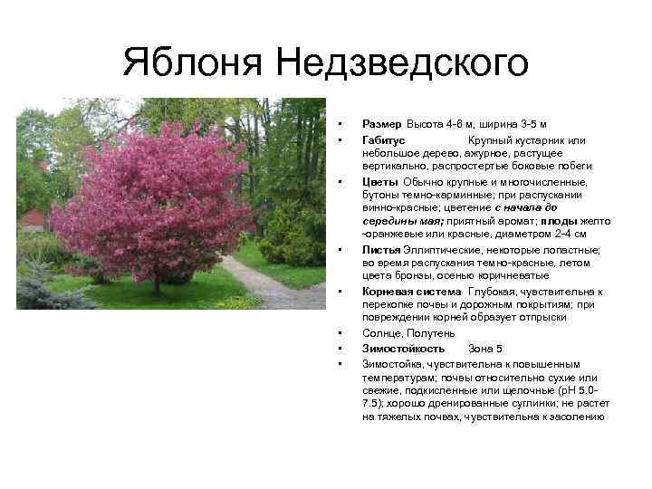 Яблоня Недзведского • • Размер Высота 4 -6 м, ширина 3 -5 м Габитус