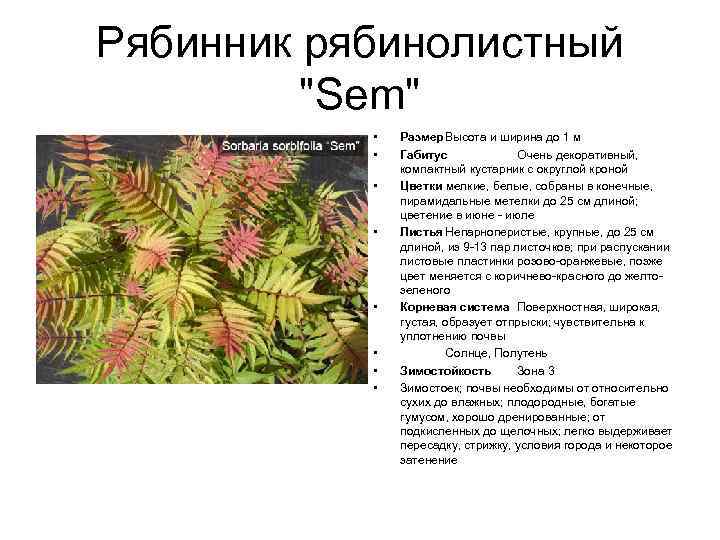 Рябинник рябинолистный "Sem" • • Размер Высота и ширина до 1 м Габитус Очень