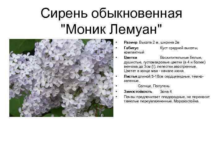 Сирень обыкновенная "Моник Лемуан" • • Размер Высота 2 м, ширина 2 м Габитус