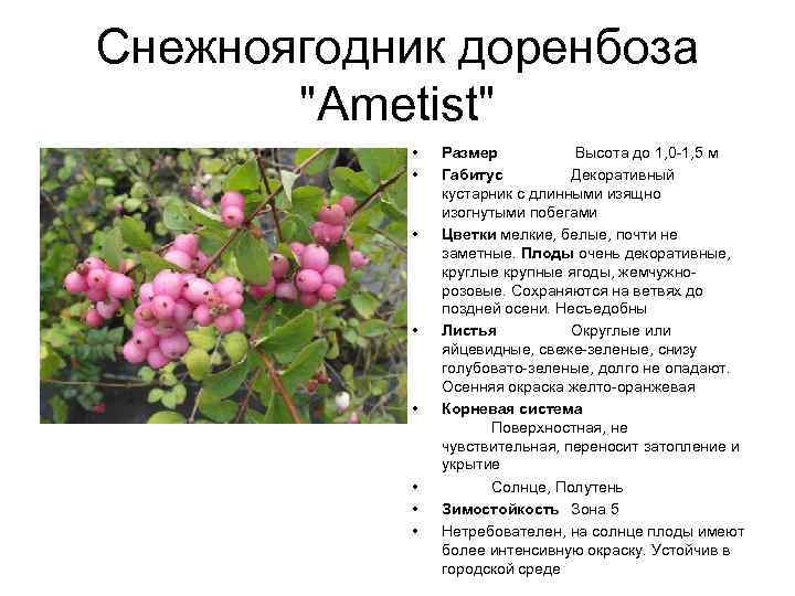 Снежноягодник доренбоза "Ametist" • • Размер Высота до 1, 0 -1, 5 м Габитус