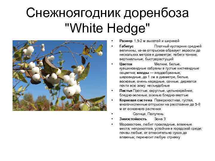 Снежноягодник доренбоза "White Hedge" • • Размер 1, 5 -2 м высотой и шириной