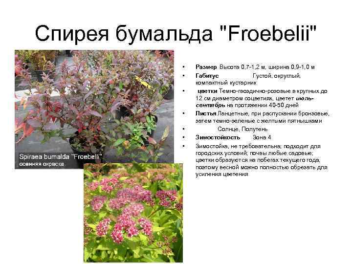 Спирея бумальда "Froebelii" • • Размер Высота 0, 7 -1, 2 м, ширина 0,