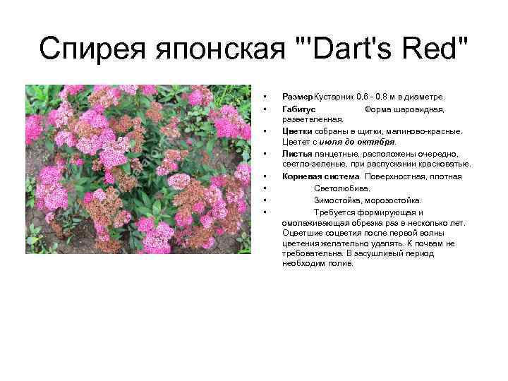 Спирея японская "'Dart's Red" • • Размер Кустарник 0, 6 - 0, 8 м