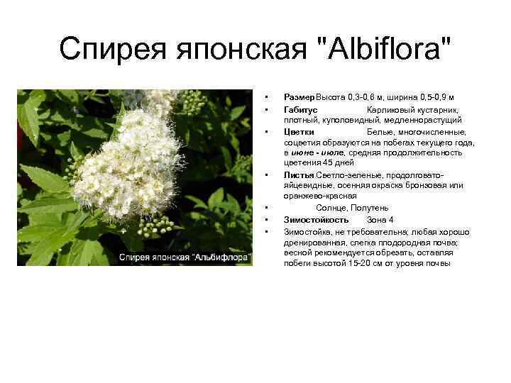 Спирея японская "Albiflora" • • Размер Высота 0, 3 -0, 6 м, ширина 0,