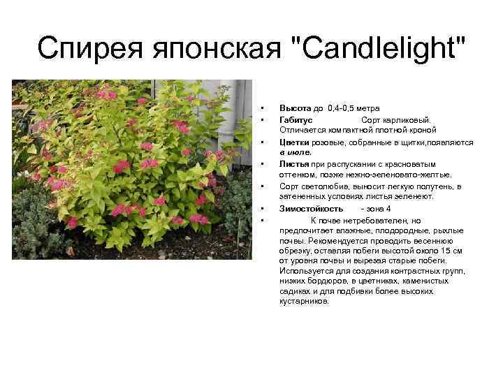 Спирея японская "Candlelight" • • Высота до 0, 4 -0, 5 метра Габитус Сорт