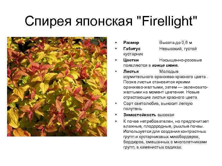Спирея японская "Firellight" • • Размер Высота до 0, 6 м Габитус Невысокий, густой