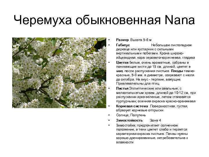 Черемуха обыкновенная Nana • • Размер Высота 5 -6 м Габитус Небольшое листопадное деревце