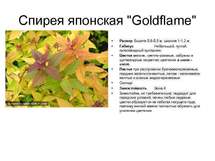Спирея японская "Goldflame" • • Размер Высота 0, 6 -0, 8 м, ширина 1