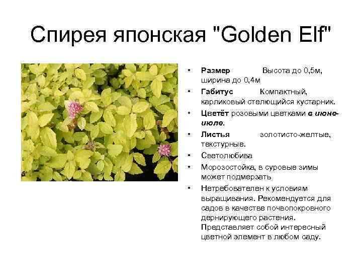 Спирея японская "Golden Elf" • • Размер Высота до 0, 5 м, ширина до
