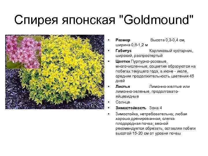 Спирея японская "Goldmound" • • Размер Высота 0, 3 -0, 4 см, ширина 0,