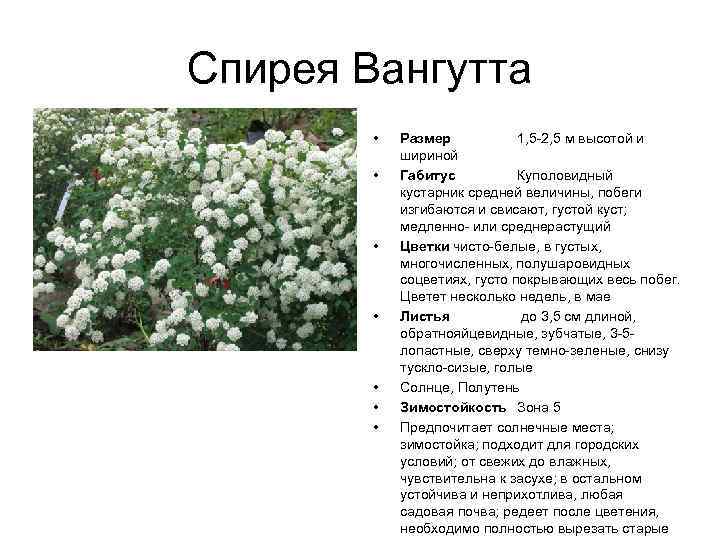 Спирея Вангутта • • Размер 1, 5 -2, 5 м высотой и шириной Габитус