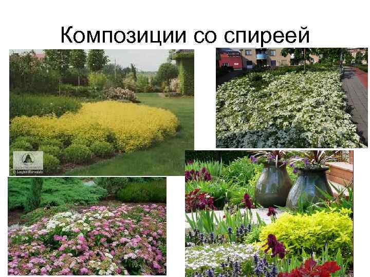 Композиции со спиреей 