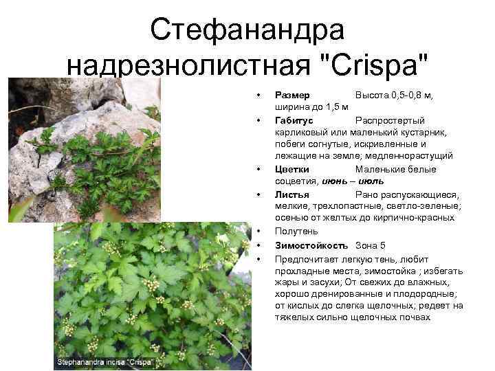 Стефанандра надрезнолистная "Crispa" • • Размер Высота 0, 5 -0, 8 м, ширина до