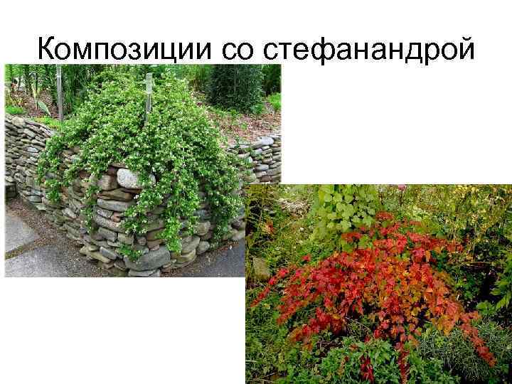 Композиции со стефанандрой 