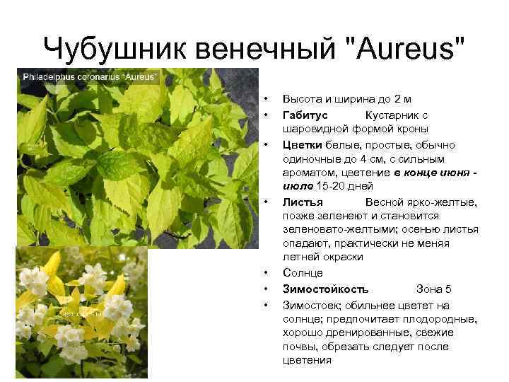 Чубушник венечный "Aureus" • • Высота и ширина до 2 м Габитус Кустарник с