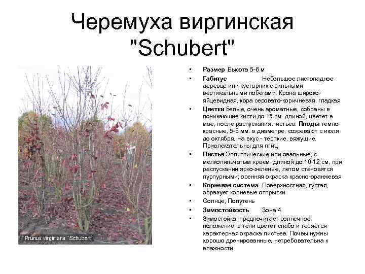 Корневая система черемухи схема